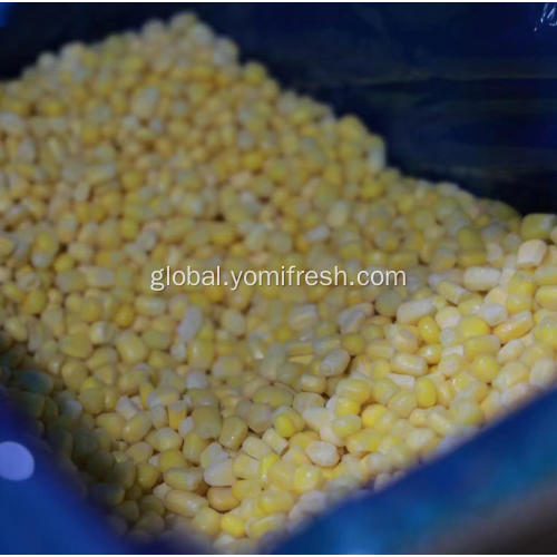 IQF Corn Frozen Whole Kernel Sweet Corn Factory